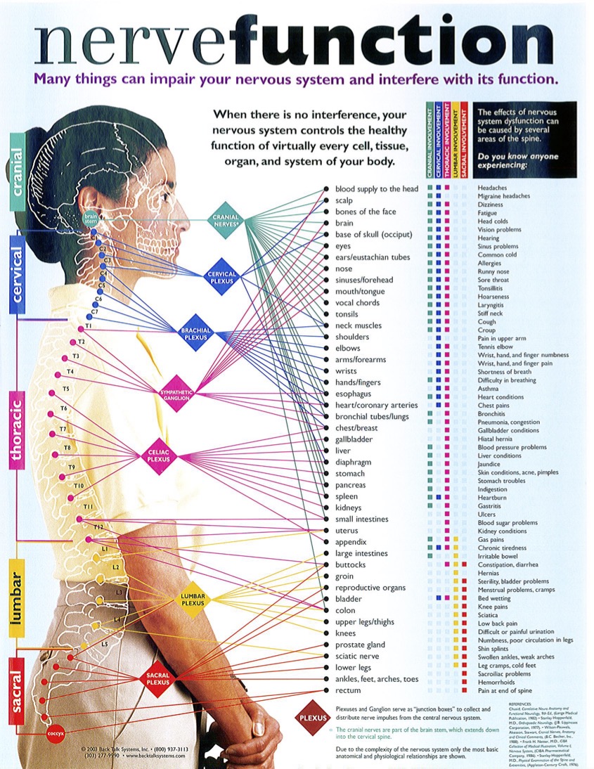 Nerve Function – Lakeland Chiropractic